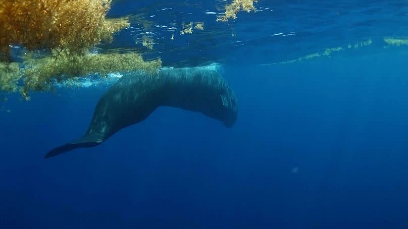 Sperm whales come near the surface of the water to poop.