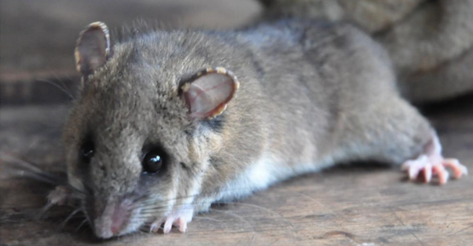 The nocturnal species is distinguished by a noticeable tuft of long hair on its tail, researchers said.