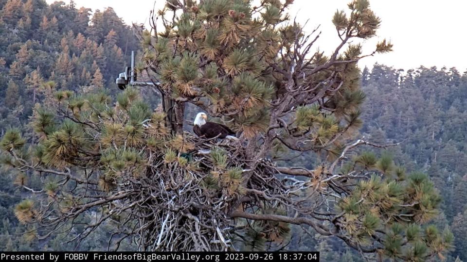 The popular bald eagle couple, Jackie and Shadow, are done vacationing and have returned to their nest in Big Bear. One of the birds is show here.