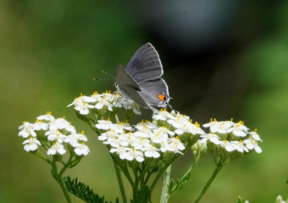 Gray hairstreak butterfly on common yarrow.