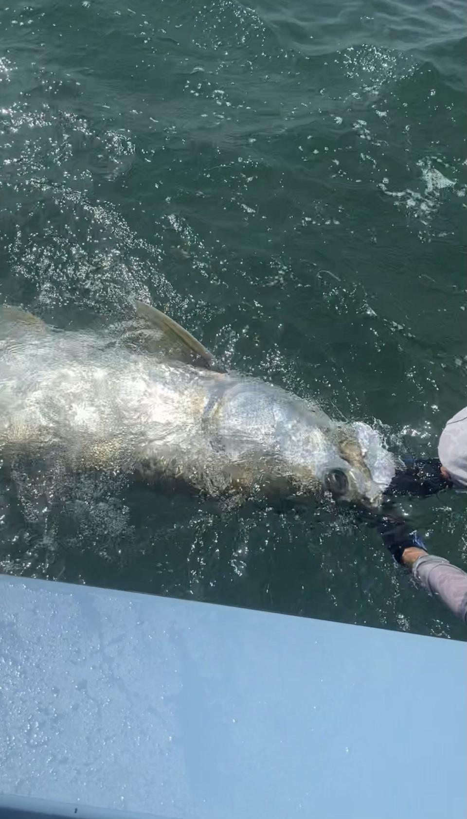 Jupiter's Dave Preston and his Guide, Capt. Luis Cortes, caught a tarpon weighing approximately 163 pounds—the largest fish caught in Gold Cup history -- last month.