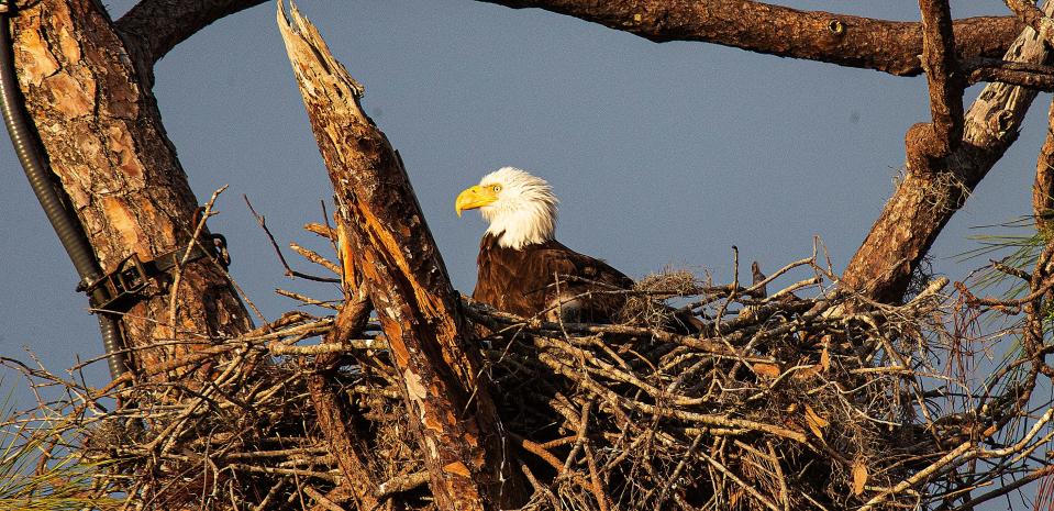 One of the offspring eaglets of Harriet and M15 peeks out from the nest at the famous Southwest Florida Eagle Cam on the Dick Prtichett Real Estate property in North Fort Myers on Monday, Sept. 23, 2023.