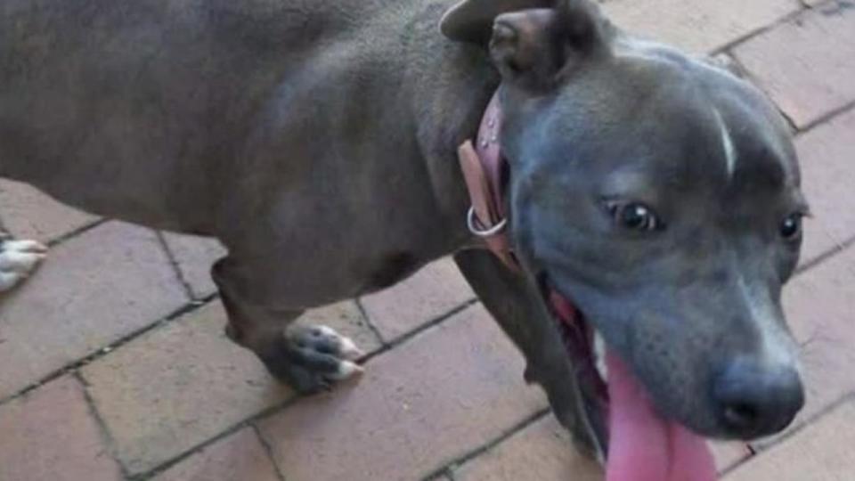 A dog was killed during a shocking alleged home invasion in Brisbane on Sunday. Picture: Nine