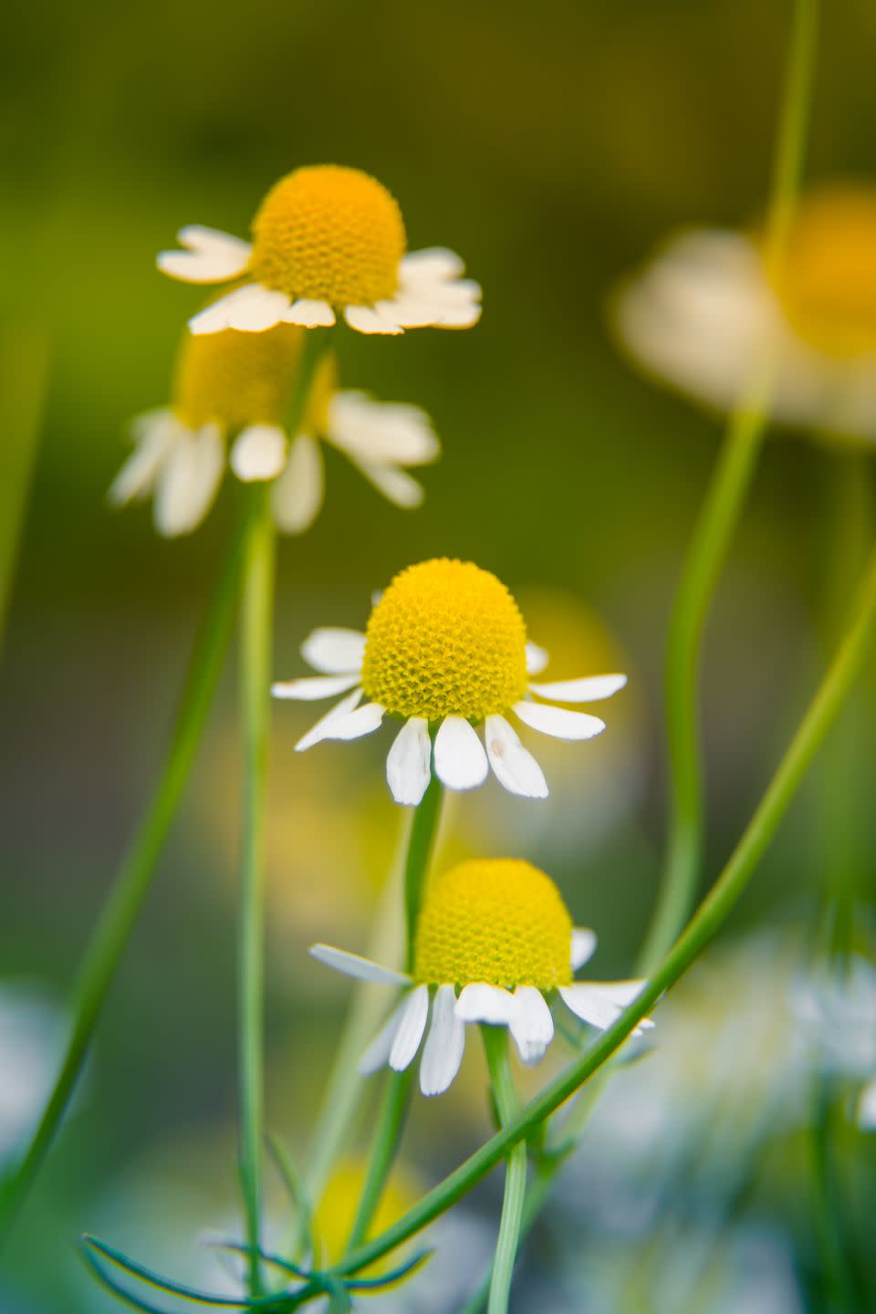 a beautiful, scented fresh chamomile growing in the garden shallow deapth of field photo vegan, herbal tea