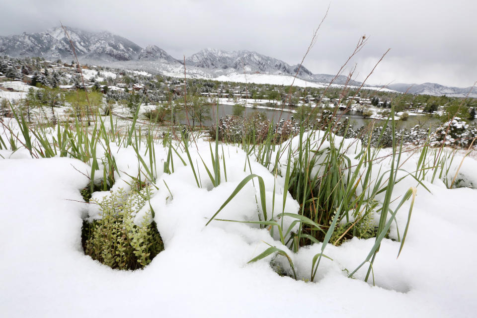 Fresh snow from a spring snowstorm covers a hillside in Boulder, Colo., on Monday, May 12, 2014. A spring storm has brought up to three feet of snow to the Rockies and severe thunderstorms and tornadoes to the Midwest. In Colorado, the snow that began falling on Mother's Day caused some power outages as it weighed down newly greening trees. (AP Photo/Brennan Linsley)