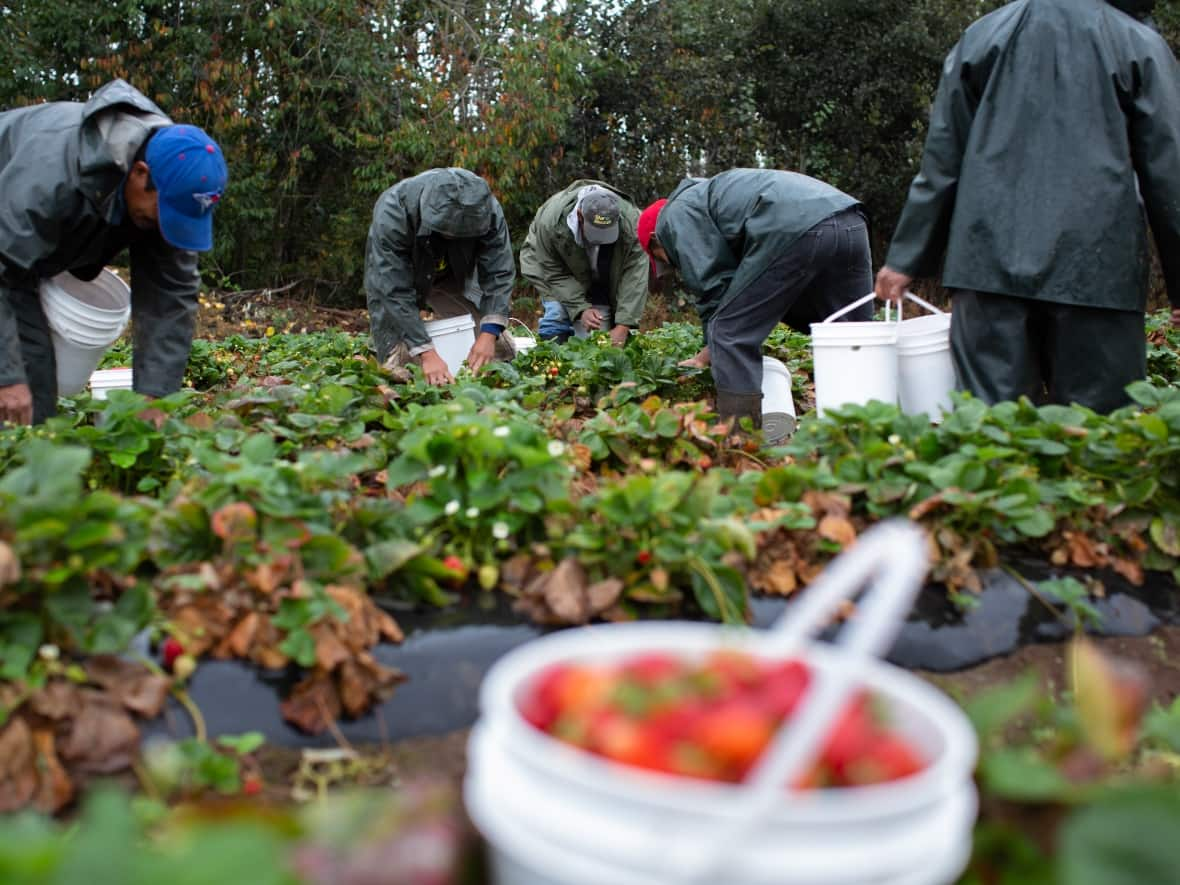 Public health officials in the Windsor, Ont., area are pausing the arrival of migrant workers to the region due to COVID-19 outbreaks. (Maggie MacPherson/CBC - image credit)