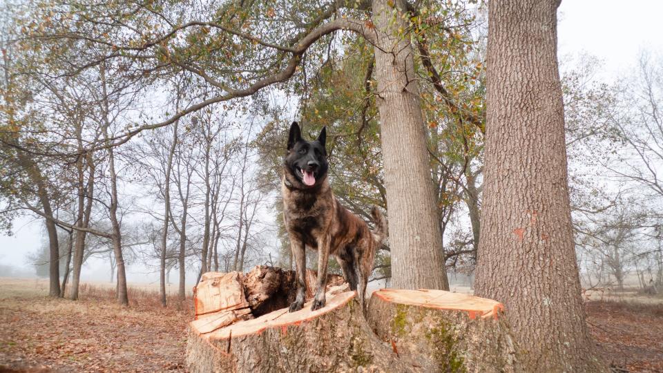 Dutch shepherd dog