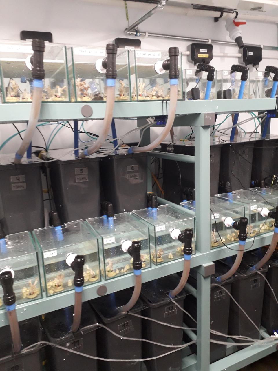 The ocean acidification researchers' 40 mini 'future oceans'