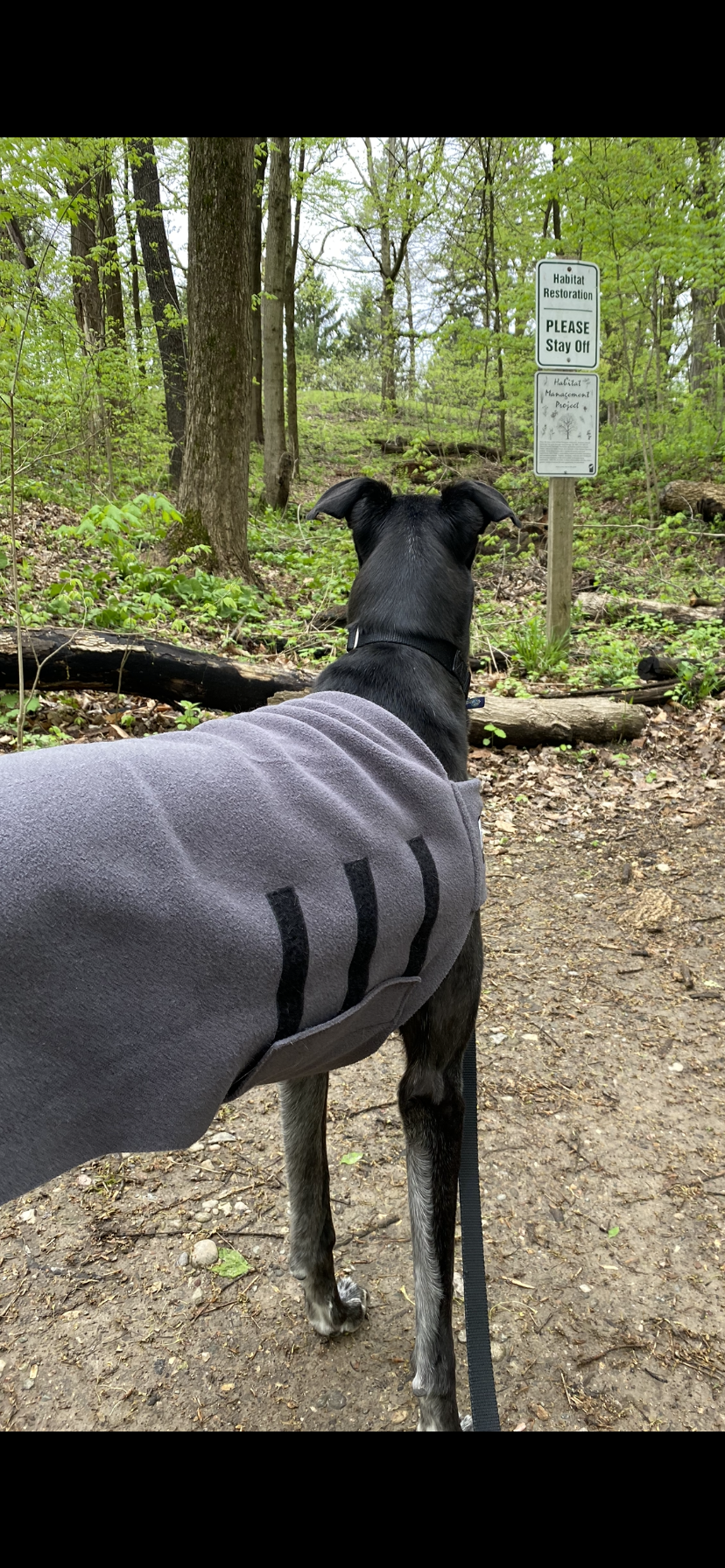 Greyhound Cap dons his sweater and joins columnist Gregg Doyel on the trails at Holliday Park, 6363 Spring Mill Road.