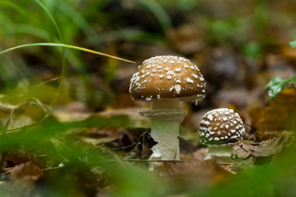 Panther mushroom (Amanita pantherina), undergrowth, Forêt de la Reine, Lorraine,France