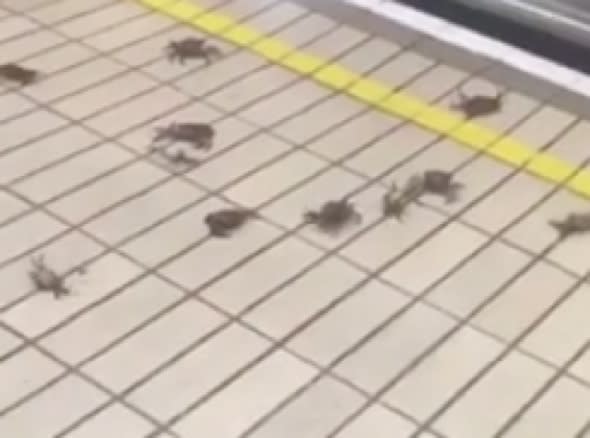 Crabs invade platform at Gateshead train station