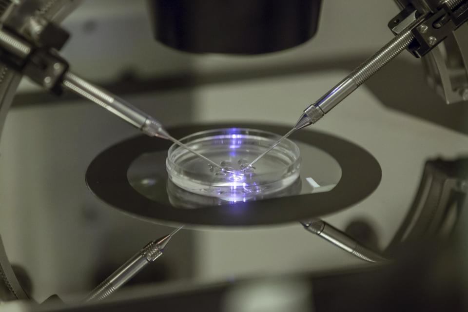 IVF is a very commonly used fertility option in the UK now (AP Photo/Sang Tan)