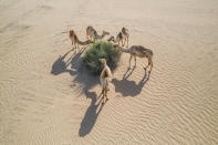 Group of camels feeding in the desert, United Arab Emirates