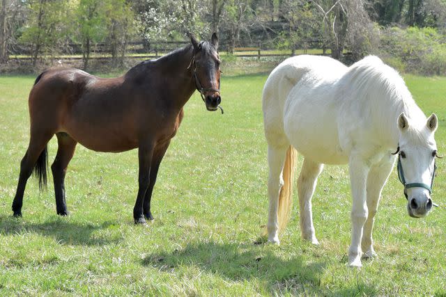 <p>Kim Williams</p> Horses Macchiato (left) and Beja (right)