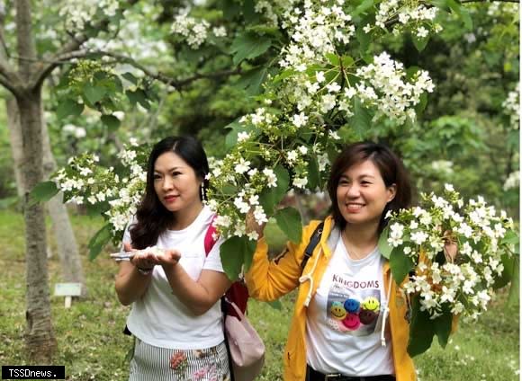 「二0二三桐花祭活動」延續「桐聚道」精神，以「尋找記憶裡的那一抹白」為主題，展示「祈花、尋花、花聚、花果」四步驟體驗美好的桐遊之旅。（記者江乾松攝）