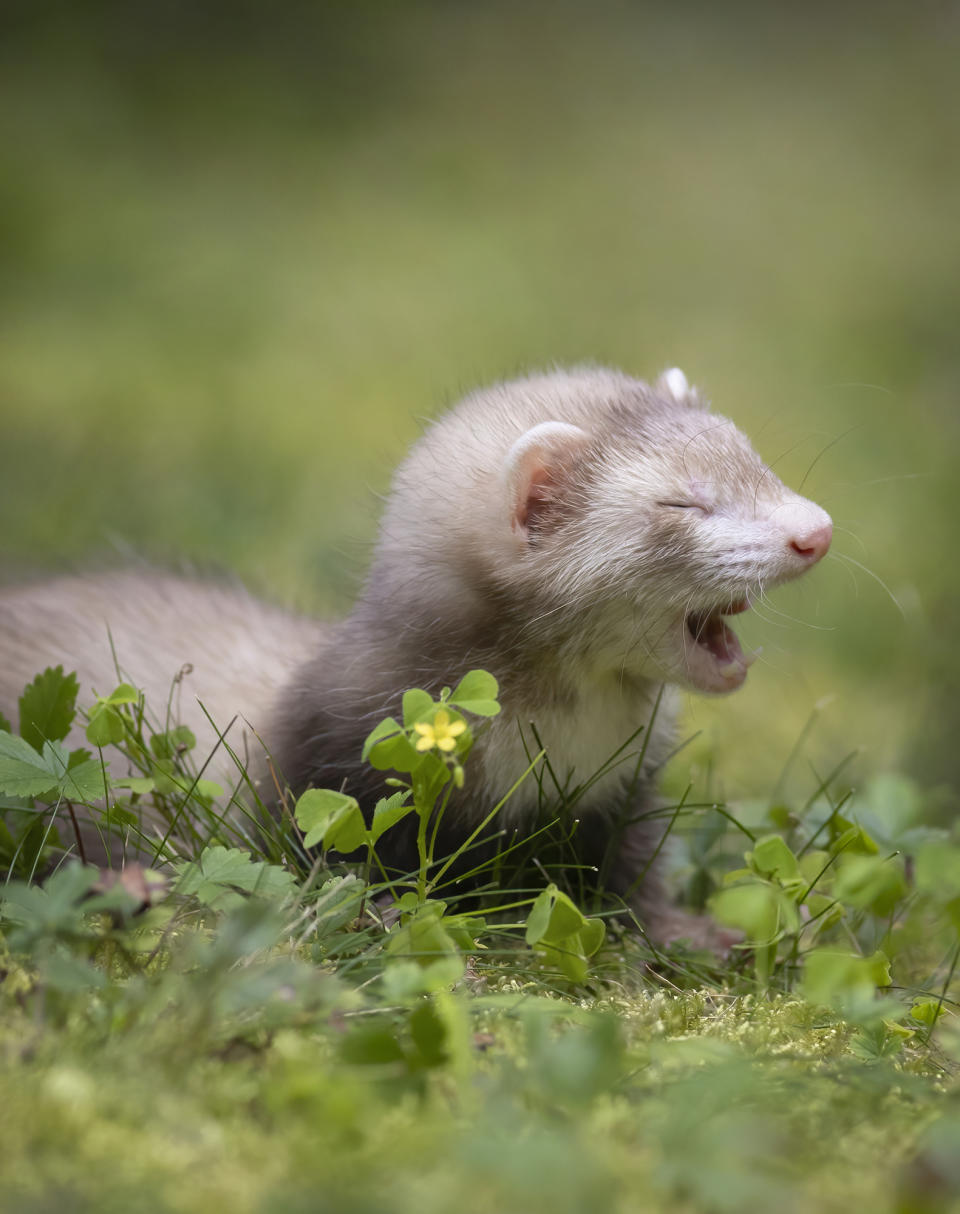 © Darya Zelentsoya / Comedy Pets