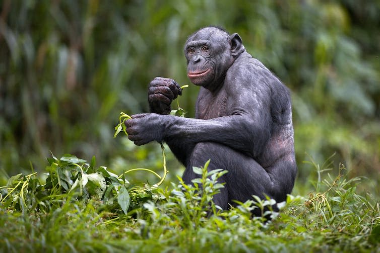 Smiling bonobo eats plant