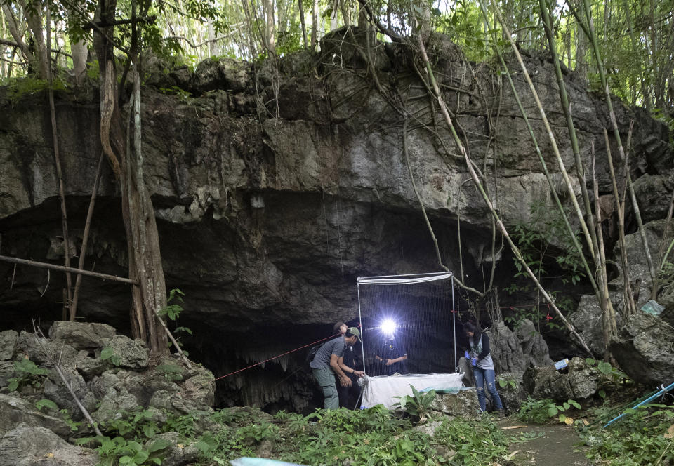 Researchers set up equipment for catch bat in front of cave inside Sai Yok National Park in Kanchanaburi province, west of Bangkok, Thailand, Friday, July 31, 2020. Researchers in Thailand have been trekking though the countryside to catch bats in their caves in an effort to trace the murky origins of the coronavirus.(AP Photo/Sakchai Lalit)