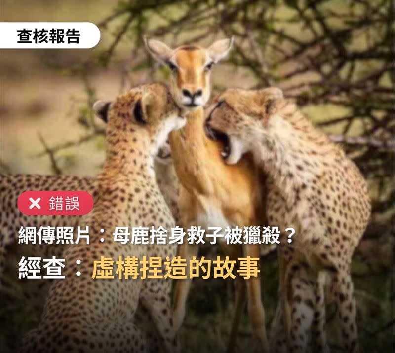 台灣事實查核中心指出，這是一張獵豹狩獵的照片，獵物是黑斑羚，並不是鹿。（圖／翻攝自台灣事實查核中心粉專）