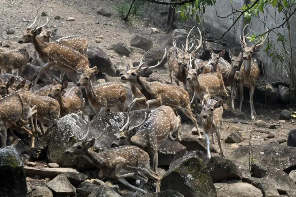 Zoológico del narco hondureño