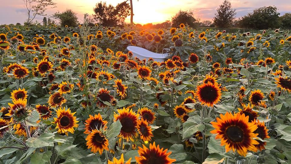 Naked people became a problem on a UK sunflower farm. - Sams Sunflowers