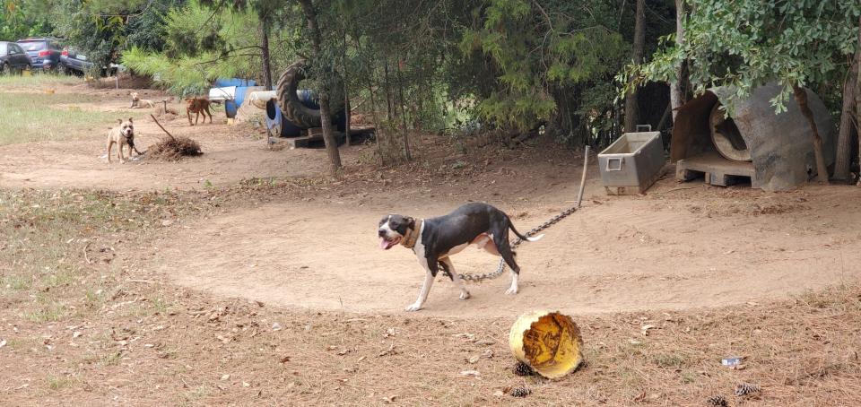 The Autauga County Sheriff's Office is investigating a suspected dog fighting and breeding operation in Plantersville.