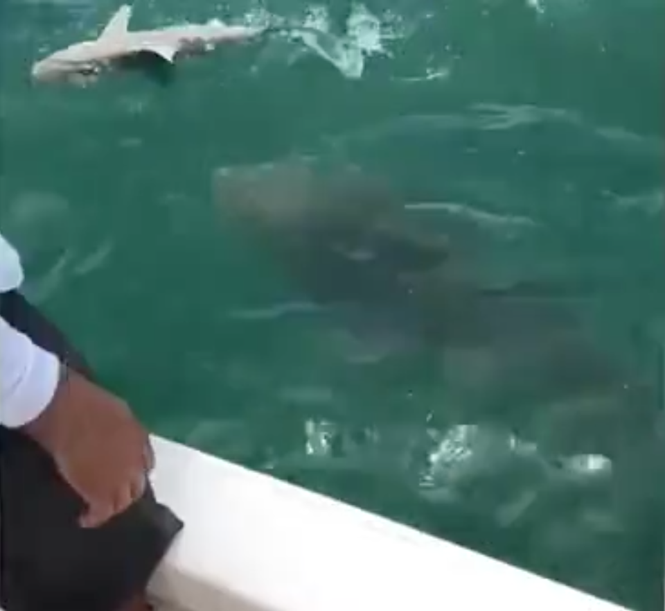 The huge grouper can be seen approaching the hooked shark amid excited shouts from the group watching on. Source: Facebook/ Everglades Fishing Company