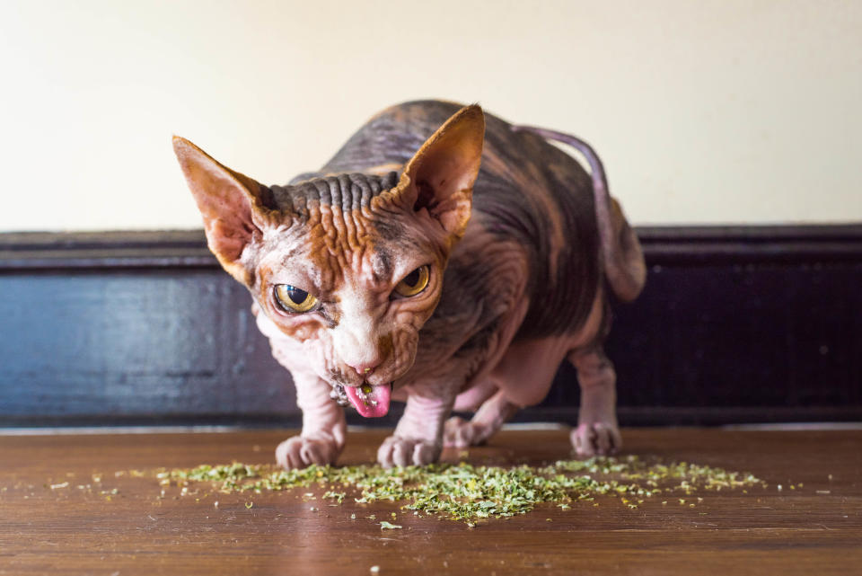 <p>“Las fotos de gatos colocados de nébeda muestran un lado muy salvaje de los gatos que no se suele ver”, dijo Marttila. (Foto: Andrew Marttila / <em>Caters News</em>). </p>