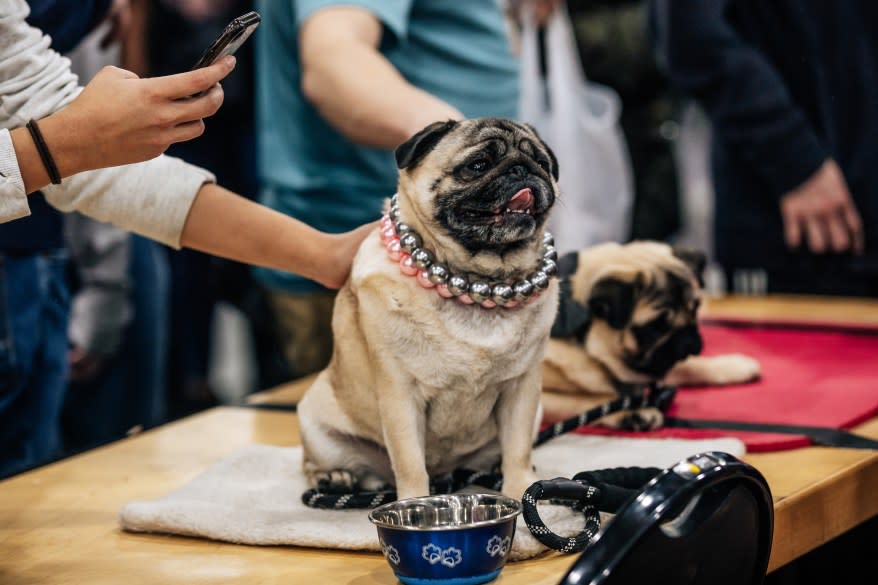 Pugs Gracie and Frankie at the American Kennel Club’s “Meet the Breeds” event.