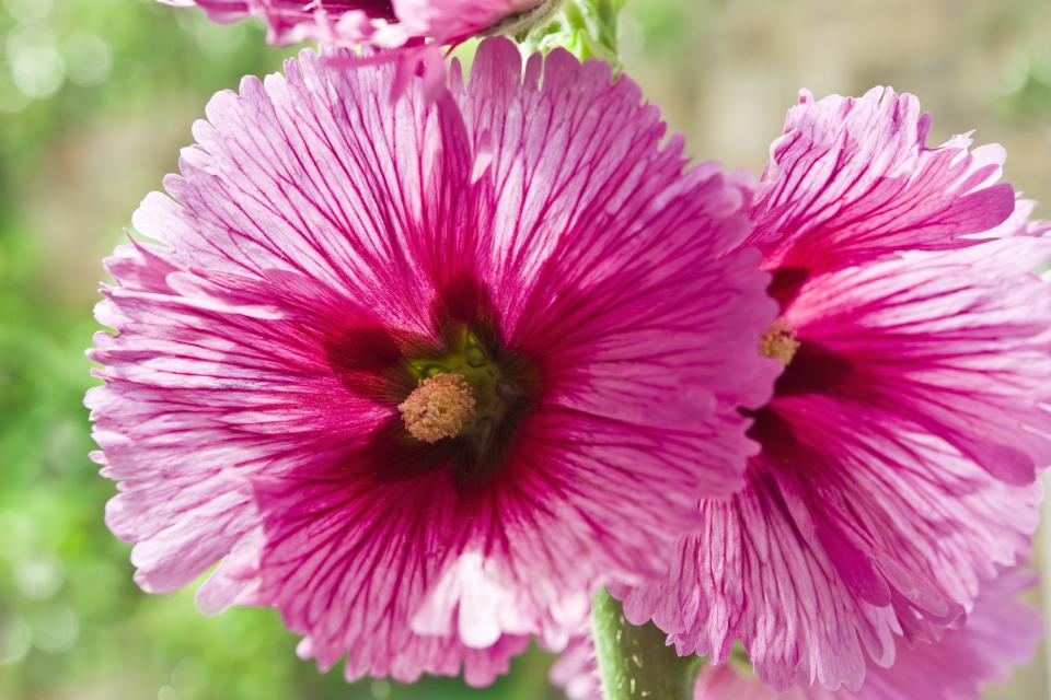 Hollyhock