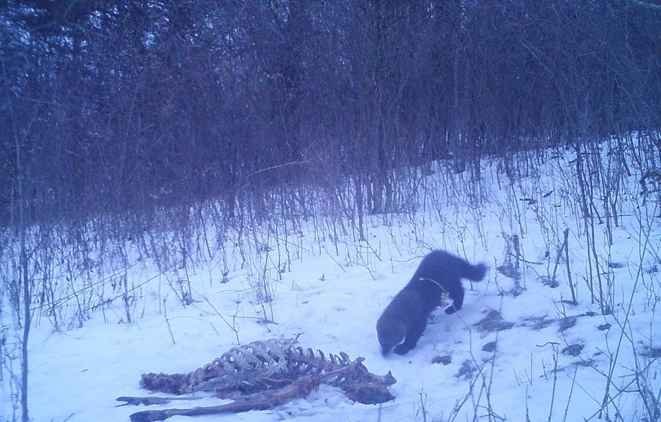 A large fisher checks out old deer bones.