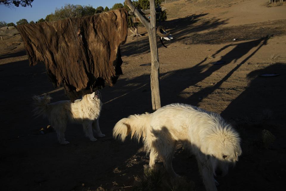 Sheepdogs belonging to Jay Begay stand near a drying sheep hide Monday, April 10, 2023, in the community of Rocky Ridge, Ariz., on the Navajo Nation. (AP Photo/John Locher)