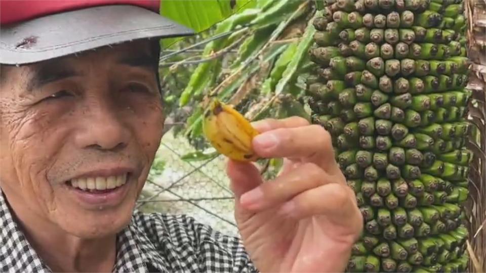 好厲害的千層蕉！宜蘭罕見香蕉樹　一口氣結出上千條香蕉