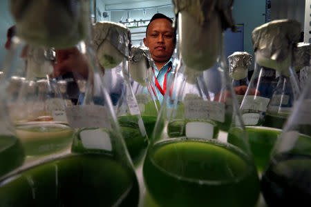 Laboratory assistant Yusdi Ismail works on an algae culture at the Borneo Marine Research Institute laboratory in Kota Kinabalu, Sabah, Malaysia, July 10, 2018. REUTERS/Edgar Su/File Photo