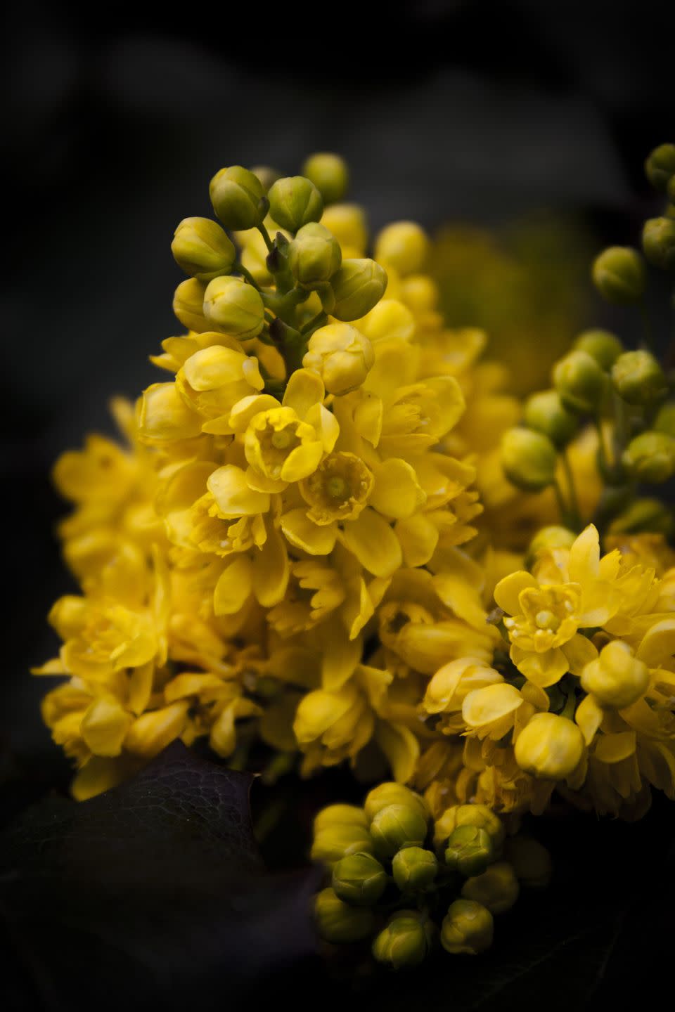 36. Oregon Grape - Oregon