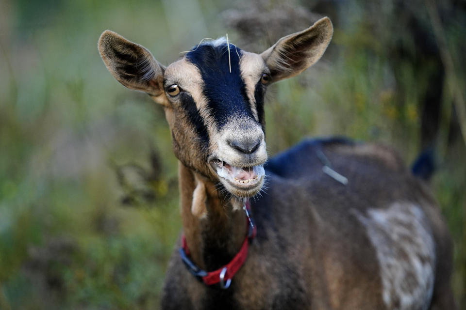 A goat calls out a feeding time at the Quill's End Farm, Friday, Sept. 17, 2021, in Penobscot, Maine. A ballot question in will give Maine voters a chance to decide on a first-in-the-nation "right to food amendment."AP Photo/Robert F. Bukaty)