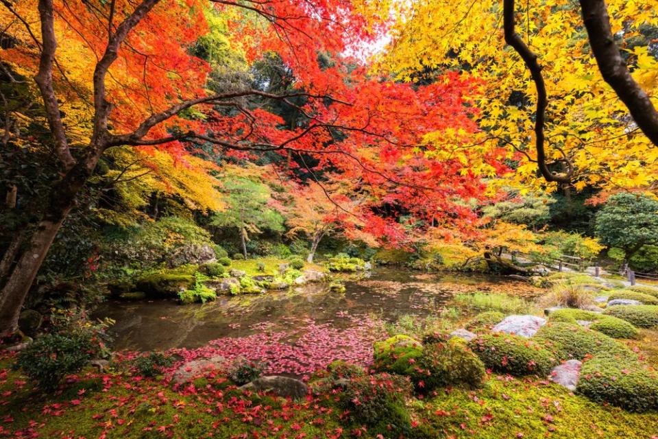 colorful foliage in Japan