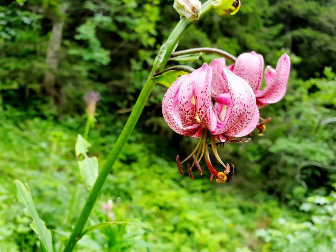 14) Turk's Cap Lily