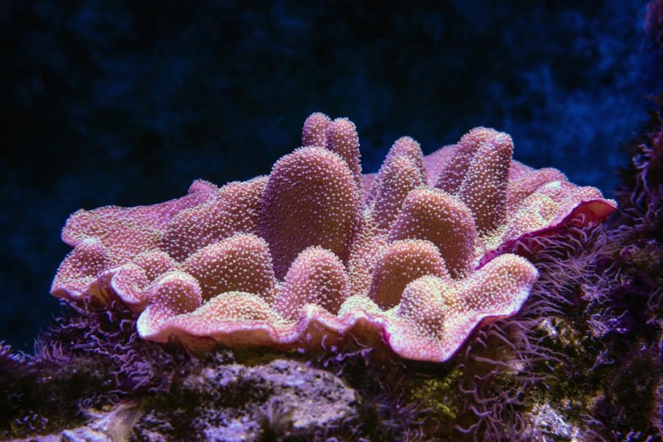 Coral at Cairns Aquarium (Unsplash)