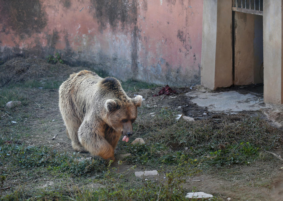 A sick brown bear walks at his enclosure in the Marghazar Zoo, in Islamabad, Pakistan, Wednesday, Dec. 16, 2020. A pair of sick and neglected dancing Himalayan brown bears will leave Islamabad's notorious zoo Wednesday for a sanctuary in Jordan, closing down a zoo that once housed 960 animals. The Marghazar Zoo's horrific conditions gained international notoriety when Kaavan, dubbed the world's loneliest elephant, grabbed headlines and the attention of iconic American entertainer Cher. (AP Photo/Anjum Naveed)