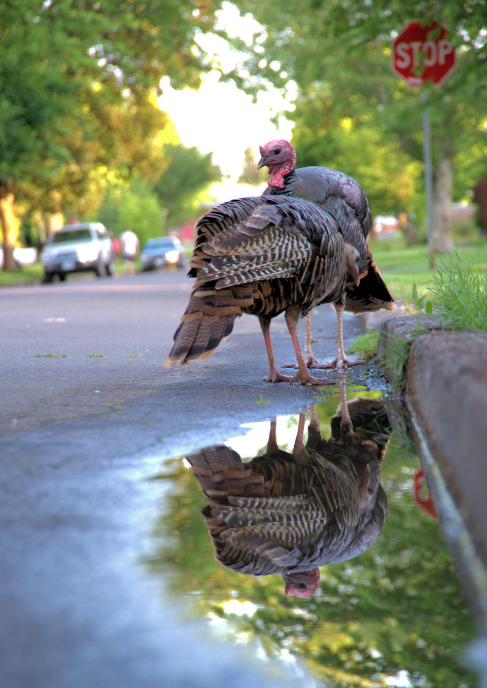 The reflection of a tom and hen in a puddle near a street corner in the Englewood area of northeast Salem.