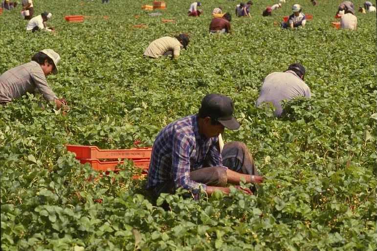 Strawberry harvesting in Oregon.