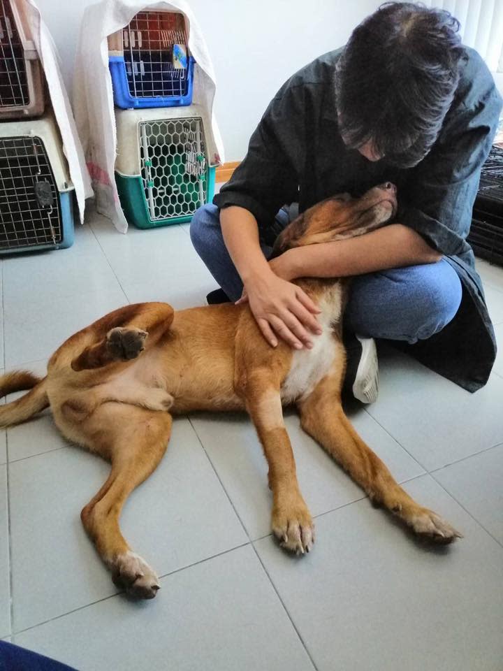 The Thai animal rights group shared photos of their charge being cuddled and cared for — much to the delight of his many new fans. Source: Watchdog Thailand