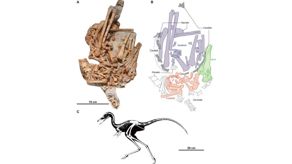 Jaculinykus yaruui lived around 70 million years ago. (A) A photo of the fossil skeleton found in the Gobi Desert in Mongolia. (B) An explanatory drawing shows skeletal elements, including the skull in green and pectoral girdle and forelimbs in red. (C) A reconstruction of the dinosaur, with gray areas indicating missing parts. - Kohta Kubo