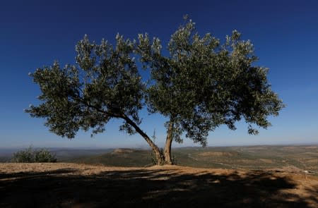 An olive tree stands in front of olive groves in Porcuna, southern Spain