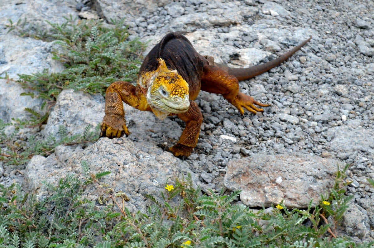 GALÁPAGOS-IGUANA AMARILLA (AP)