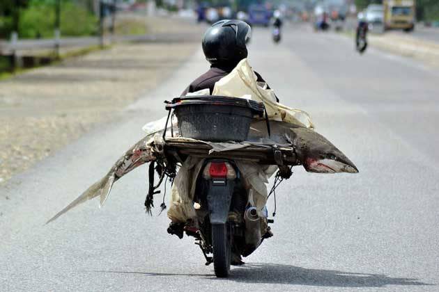 Ein Fischhändler transportiert einen Hai auf seinem Moped im indonesischen Padang. (Bild: Antara Foto/Iggoy el Fitra/Reuters)