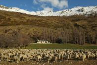 Sheep in Wanaka, New Zealand.