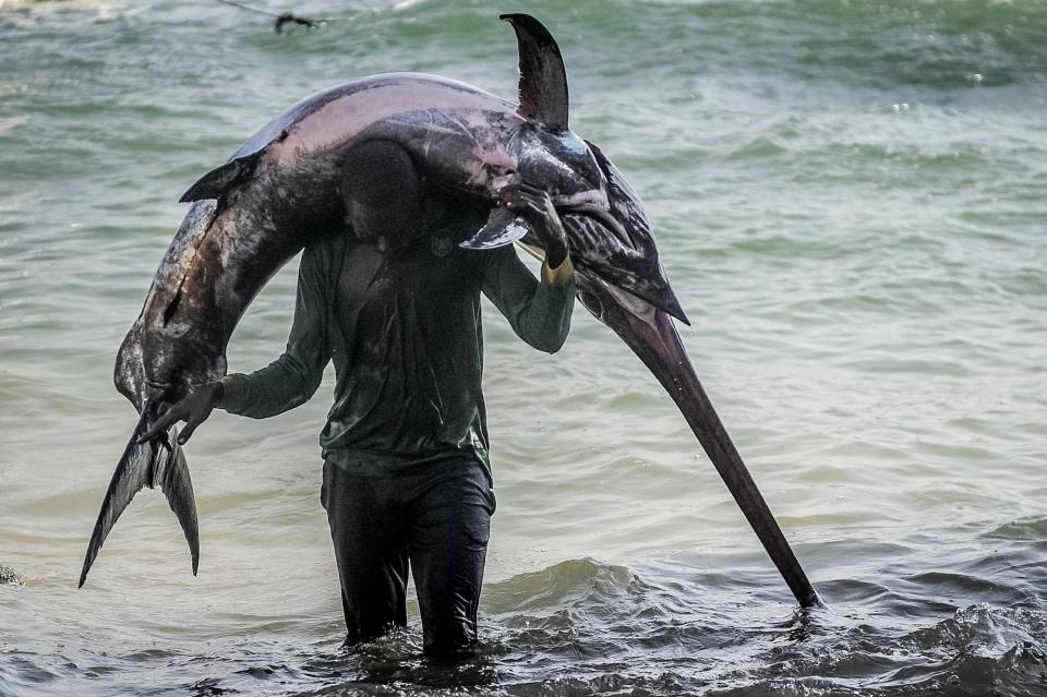 A Somali fisherman carries a harvested swordfish to a local fish market.