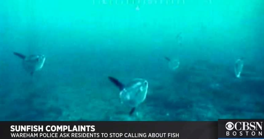 民眾所看見的巨大生物其實是隻翻車魚。（圖／翻攝自CBS News）